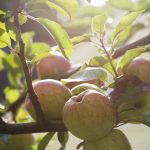 Fresh Apples in the evening sun