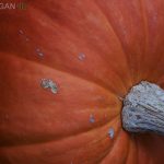 One of the pumpkins at the Pumpkin Festival in Virginia, Co. Cavan
