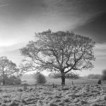 Winter scene - Curraghchase Forest Park, Limerick, Ireland