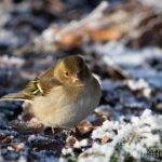 A Female Chaffinch