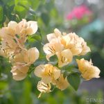 Flowers in the sun