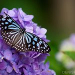 Clipped Wings