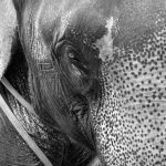 A tired looking Elephant on Ko Samui