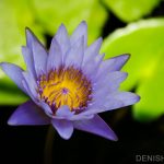 Pond Lily