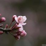 Cherry Blossom