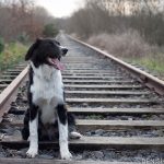 Archie taking a breather on the old railway track in Adare.