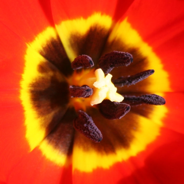 Tulip