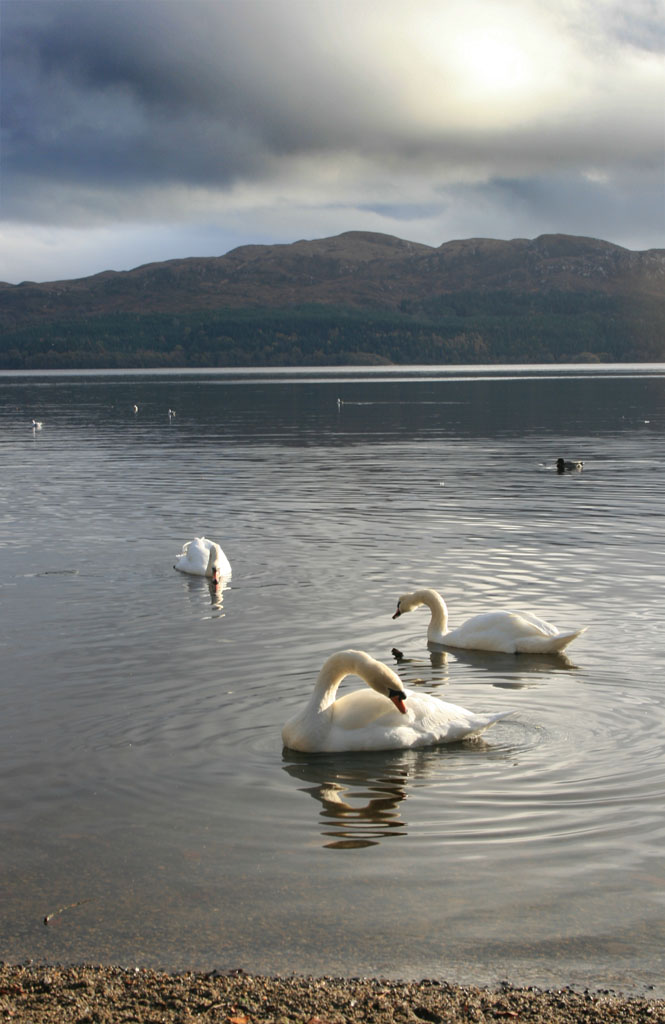 Sligo Swans