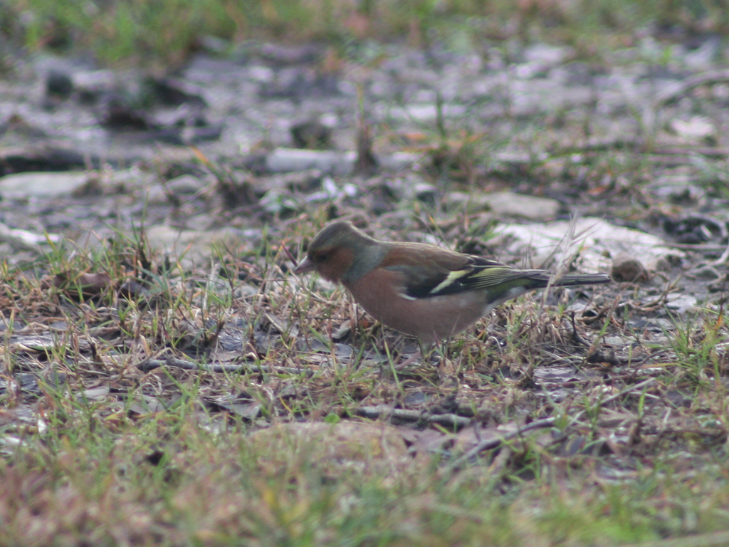 Chaffinch