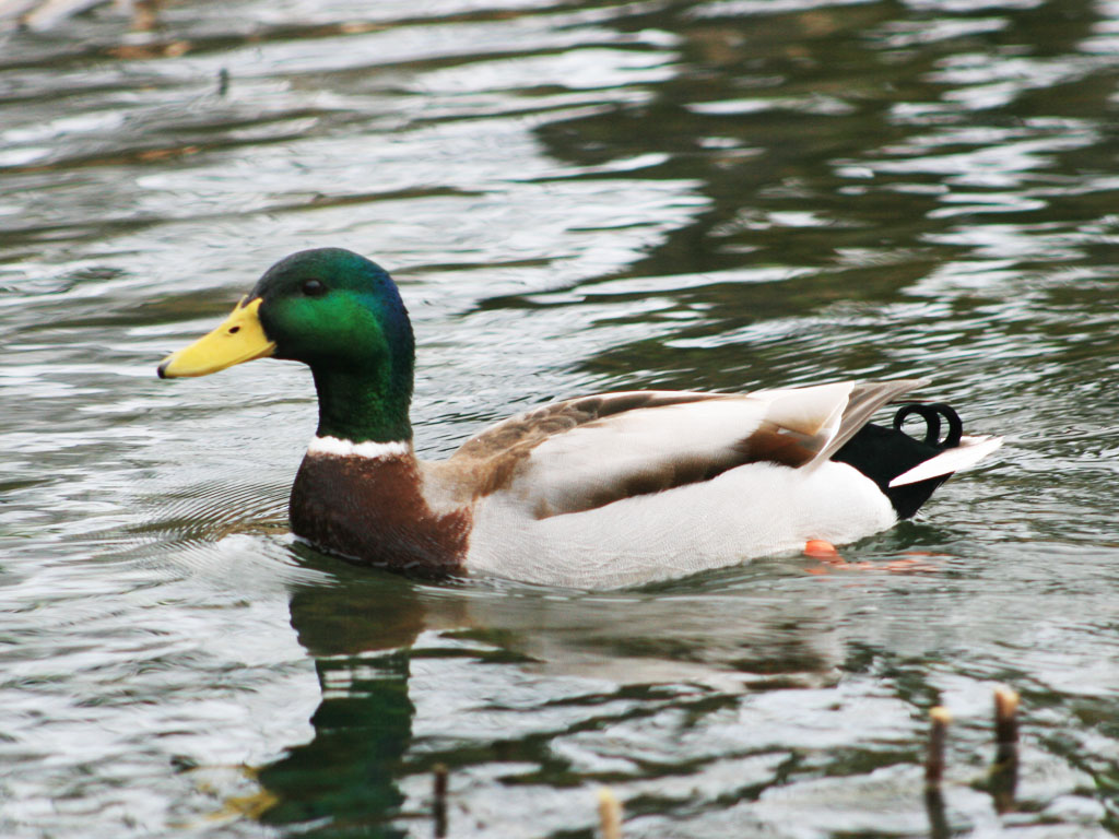 Duck!