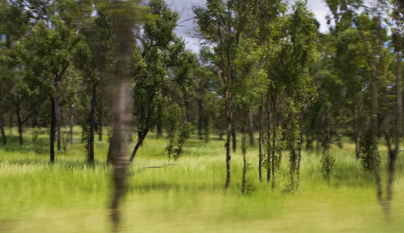 Bush Speed