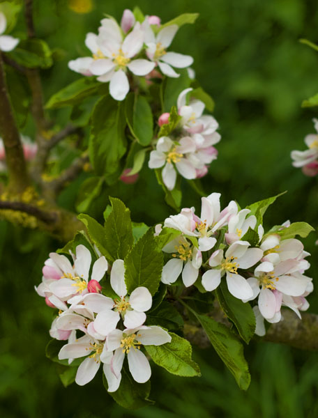 Apple Blossom