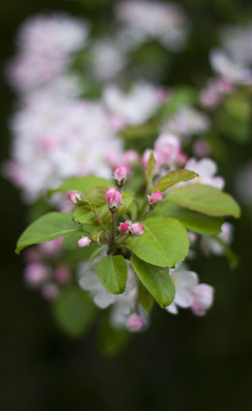 Apple Blossom II