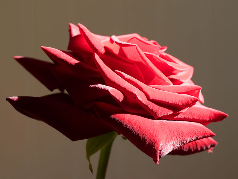 A Rose by any other name
