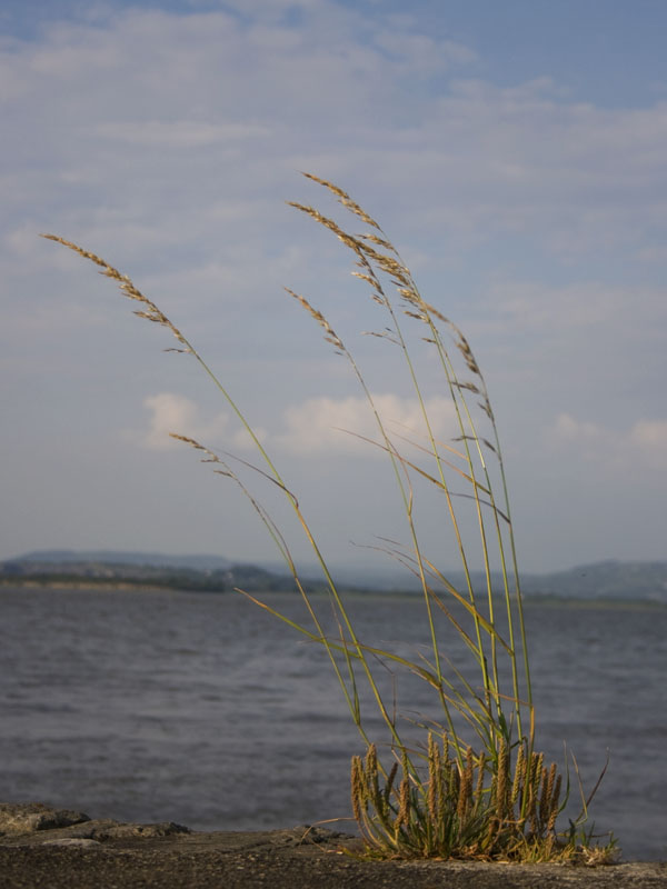 Grass in the wind