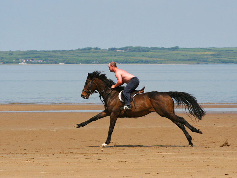 My lovely horse