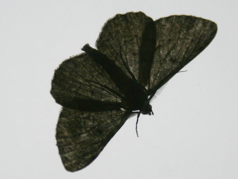 The Moth