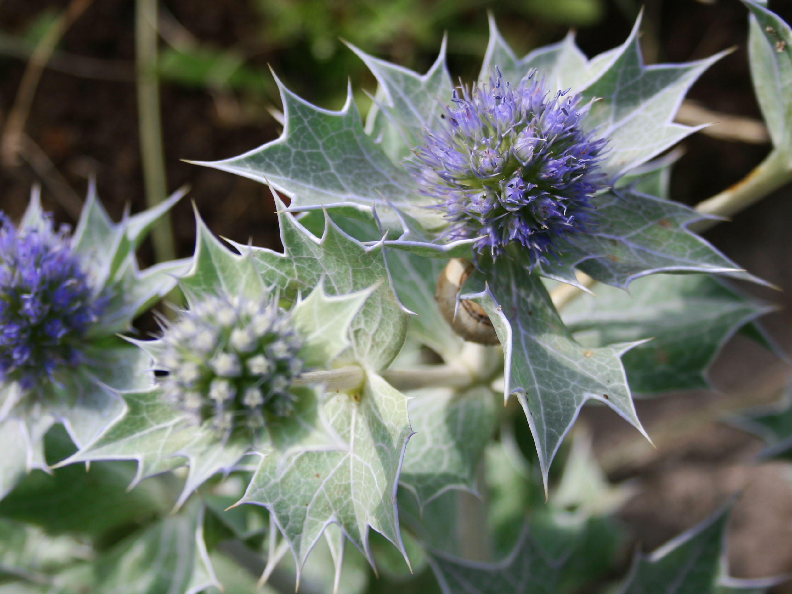 Thistle