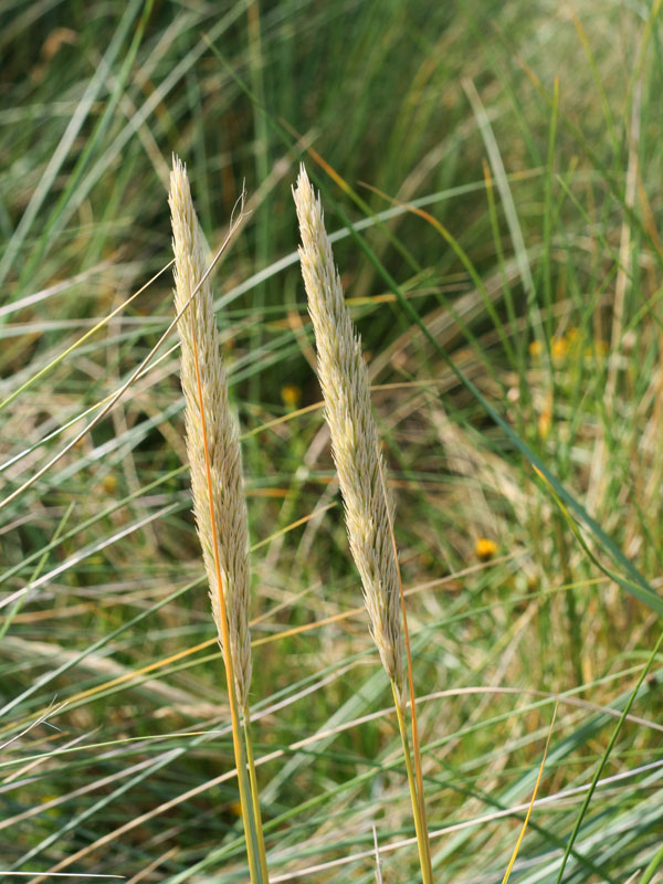 The long grass