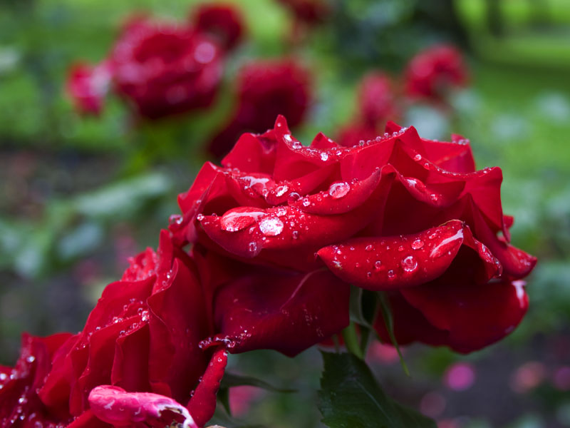 Wet Rose