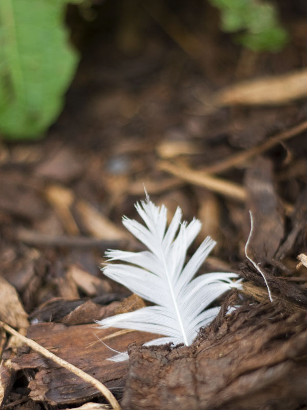 Feather and Thread