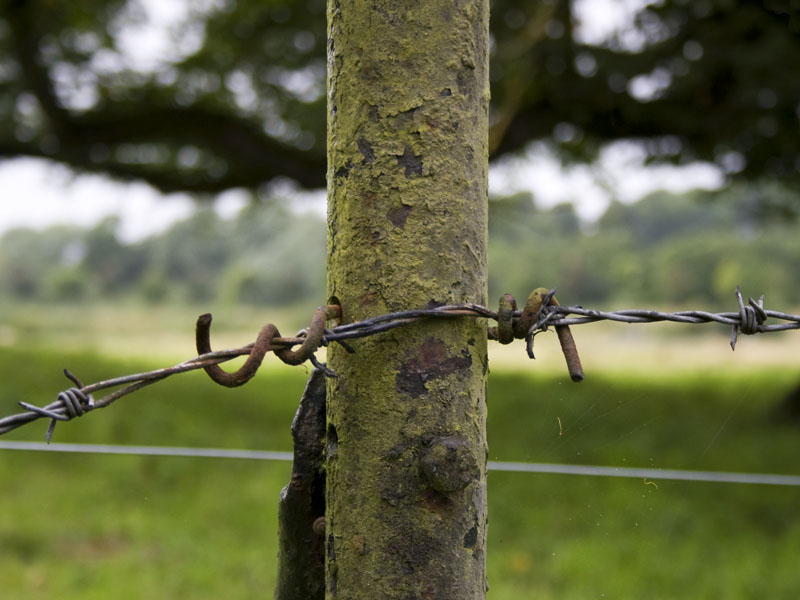 Barbed Wire