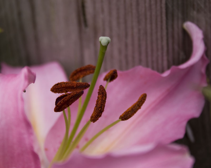 Lily
