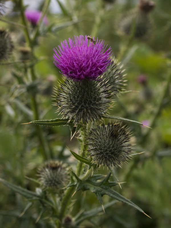 Flower of Scotland