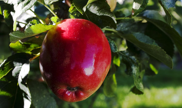 Shiny Red Apple
