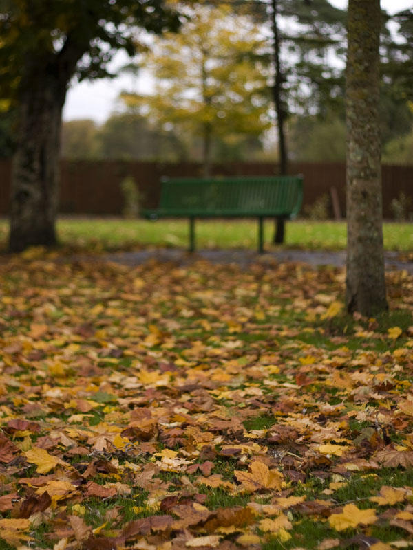 All the leaves are brown