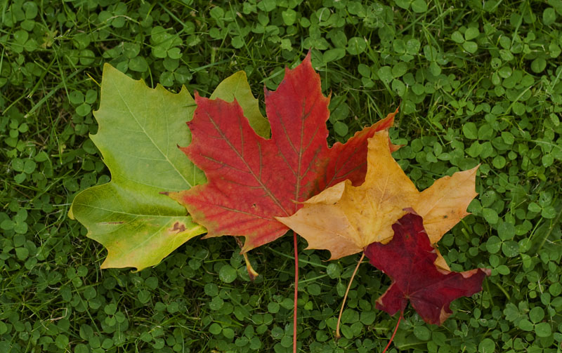 United Colours of Autumn II