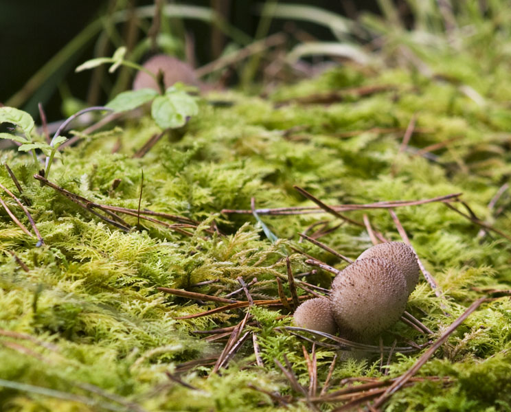 Mossy bed