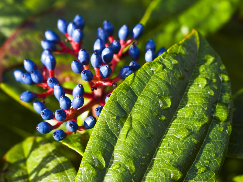 Buds or Berries?