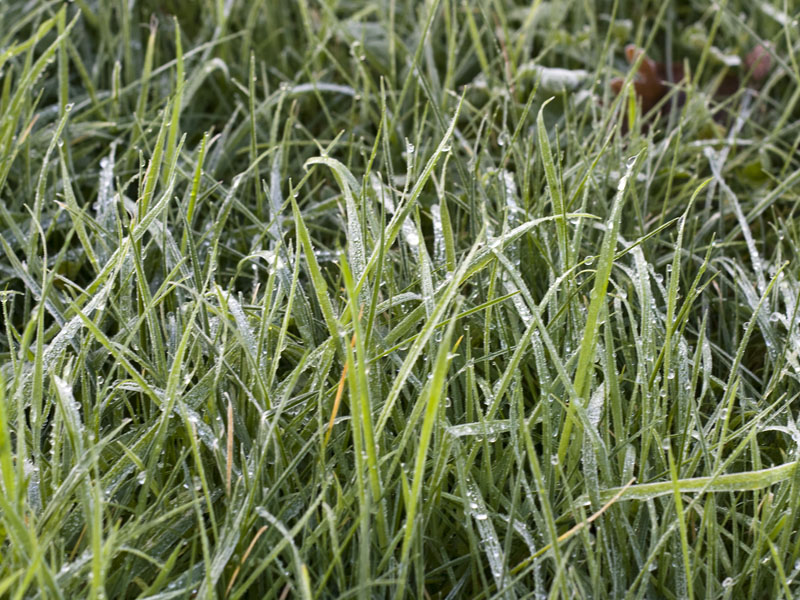 Frozen Grass