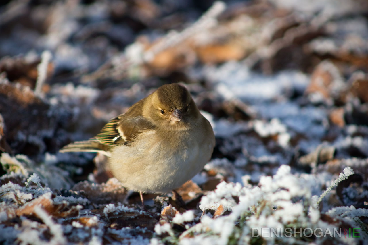 Chaffinch