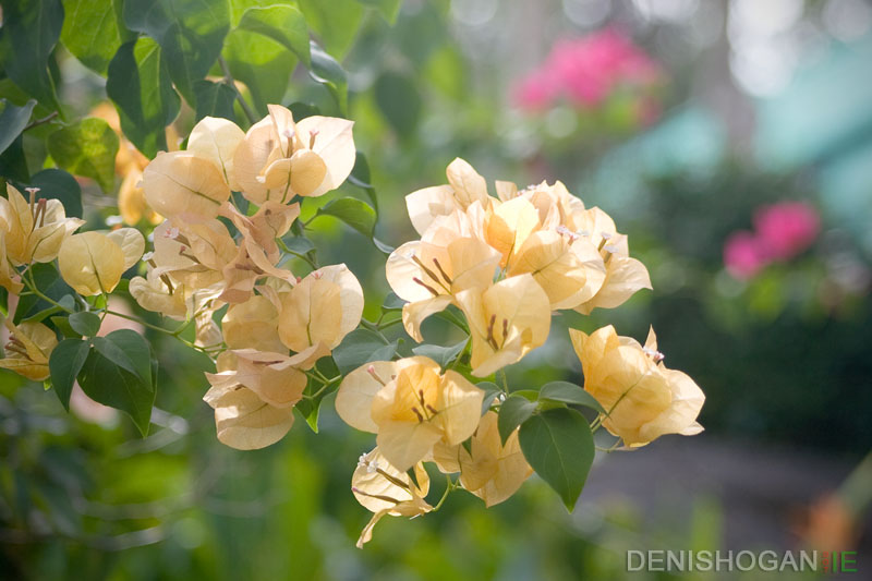 Flowers in the sun