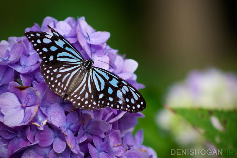 Clipped Wings