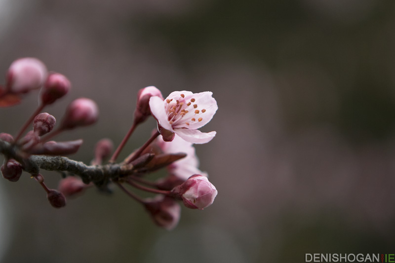 Cherry Blossom