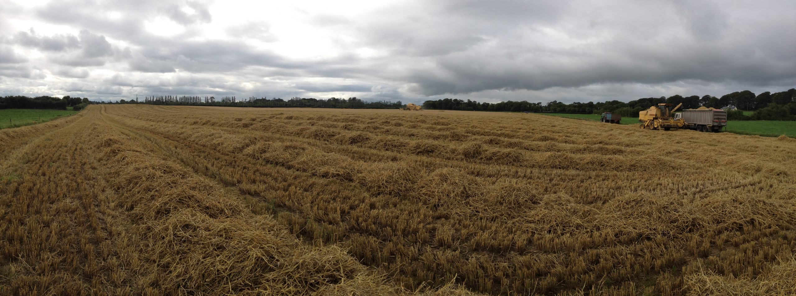 Cutting Barley