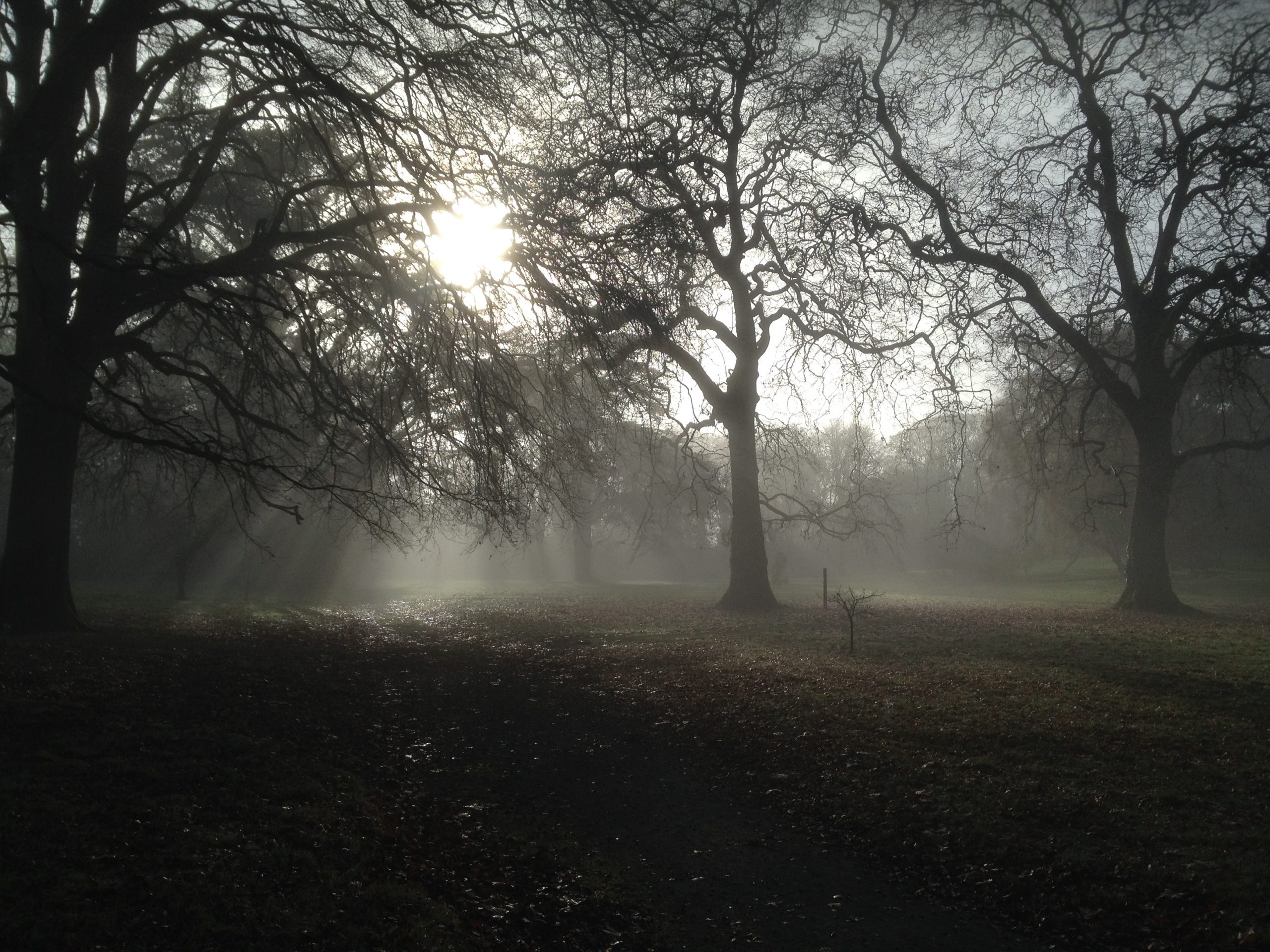 Autumn in Curraghchase I