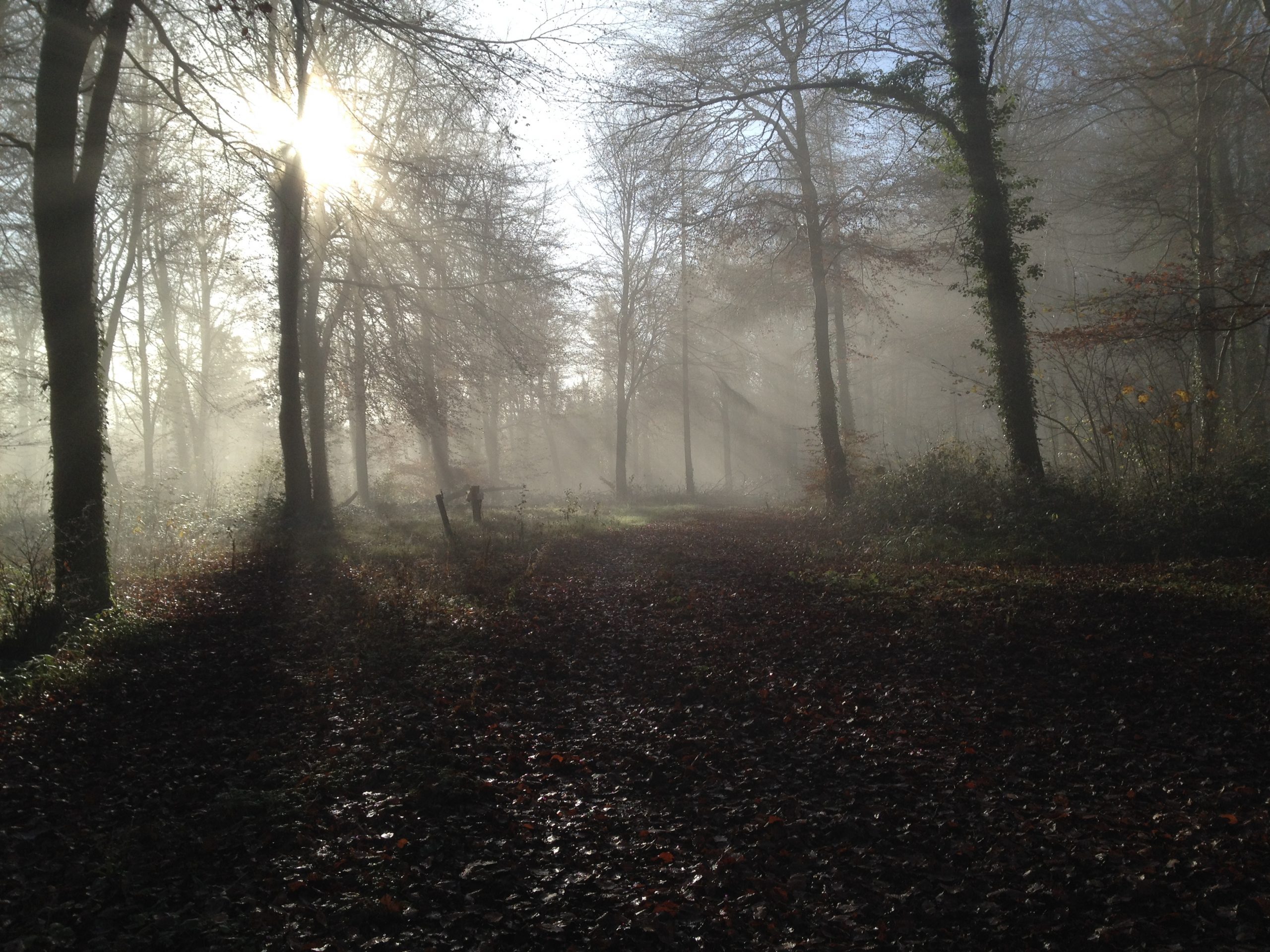 Autumn in Curraghchase II